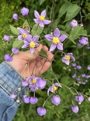 Solanum dulcamaroides