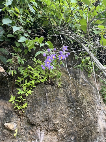 Solanum dulcamaroides, photograph 2