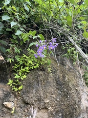 Solanum dulcamaroides, photograph (c) Leslie Alanís, some rights reserved (CC BY)