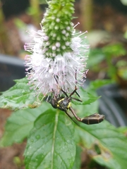 Salpingogaster