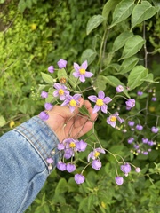 Solanum dulcamaroides, photograph (c) Leslie Alanís, some rights reserved (CC BY)