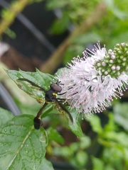 Salpingogaster
