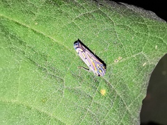 Apogonalia stalii