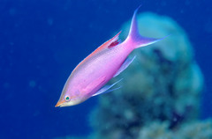 Mirolabrichthys tuka