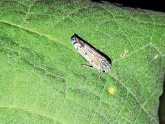 Apogonalia stalii