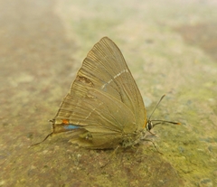 Parrhasius moctezuma