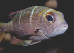 Monotaxis heterodon
