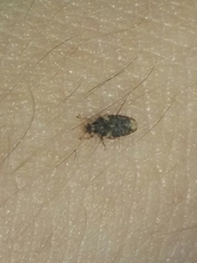 Parapiesma cinereum