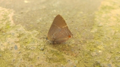 Parrhasius moctezuma