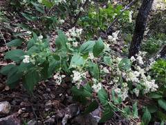 Decachaeta ovatifolia
