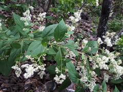 Decachaeta ovatifolia