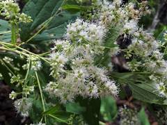 Decachaeta ovatifolia
