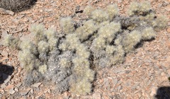 Cylindropuntia multigeniculata