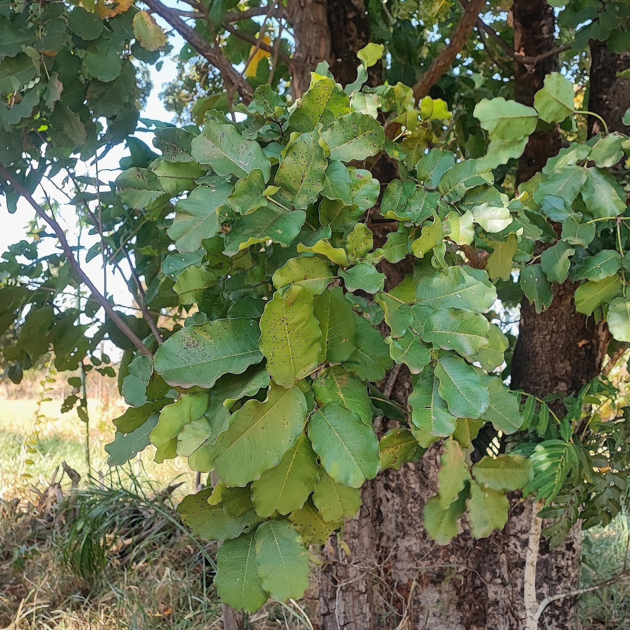 Vatairea macrocarpa