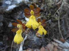 Oncidium graminifolium