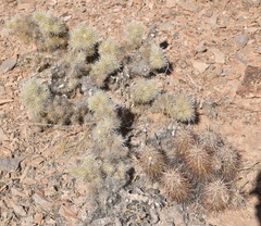 Cylindropuntia multigeniculata
