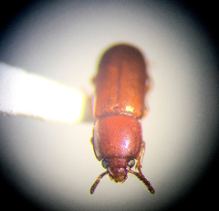 Corticeus praetermissus