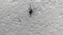 Steatoda