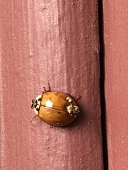 Hesperomyces virescens