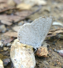 Celastrina echo gozora