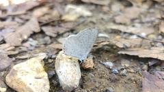 Celastrina echo gozora
