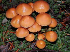 Hypholoma