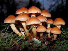 Hypholoma