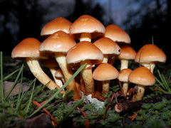 Hypholoma