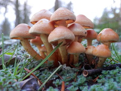 Hypholoma