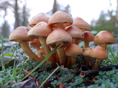 Hypholoma