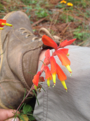 Castilleja tenuifolia