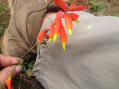 Castilleja tenuifolia