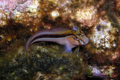 Parablennius laticlavius