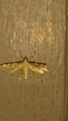 Nomophilini
