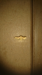Nomophilini