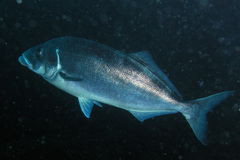 Latridopsis ciliaris