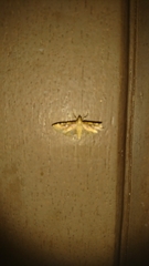 Nomophilini