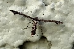 Michaelophorus indentatus