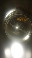 Nomophilini