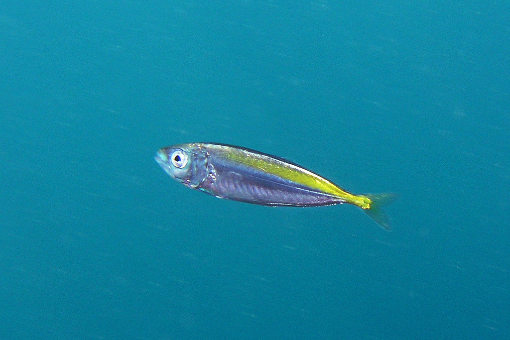 Labracoglossa