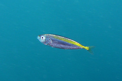 Trachurus novaezelandiae