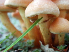 Hypholoma