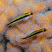 Oblique-swimming Triplefin - Photo (c) Sascha Schulz, some rights reserved (CC BY-NC), uploaded by Sascha Schulz