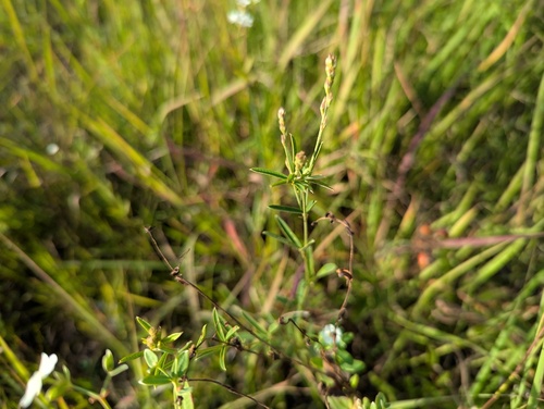 prairie lespedeza (Lespedeza leptostachya)