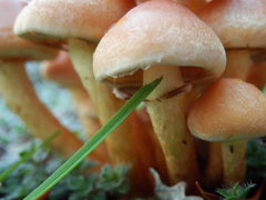 Hypholoma