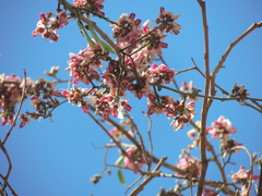Lonchocarpus guatemalensis