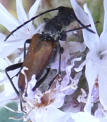 Anastrangalia sanguinea