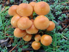 Hypholoma