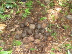 Bertholletia excelsa