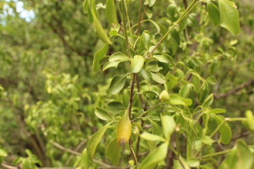 Helietta parvifolia, photograph 5